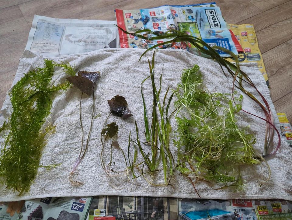 Aquarium Pflanzen Paket in Ziegendorf