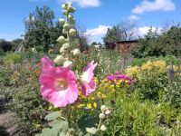 Kleingarten/ Schrebergarten in Sanitz Bad Doberan - Landkreis - Sanitz Vorschau