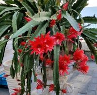 Rotblühender Blattkaktus Epiphyllum  hat wurzelt Hessen - Karben Vorschau