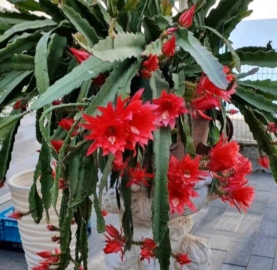 Rotblühender Blattkaktus Epiphyllum  hat wurzelt in Karben