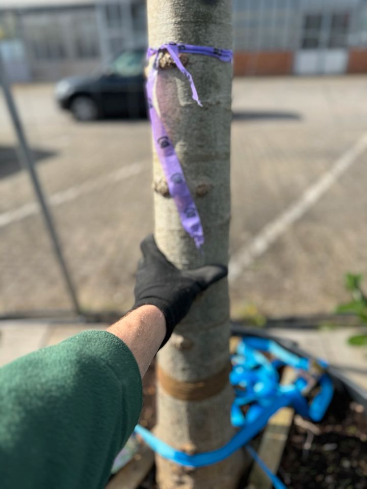 Amberbaum/Liquidambar styraciflua Dachform XXXL in Rodenbach