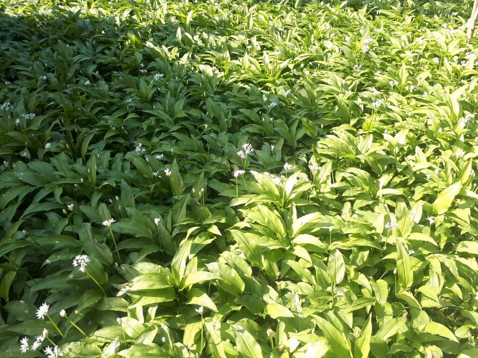 Bärlauch Samen Allium ursinum Waldknoblauch Kräuter Knoblauch in Wetter (Ruhr)