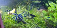 Neocaridina Blue Dream  Zwerggarnelen Berlin - Treptow Vorschau