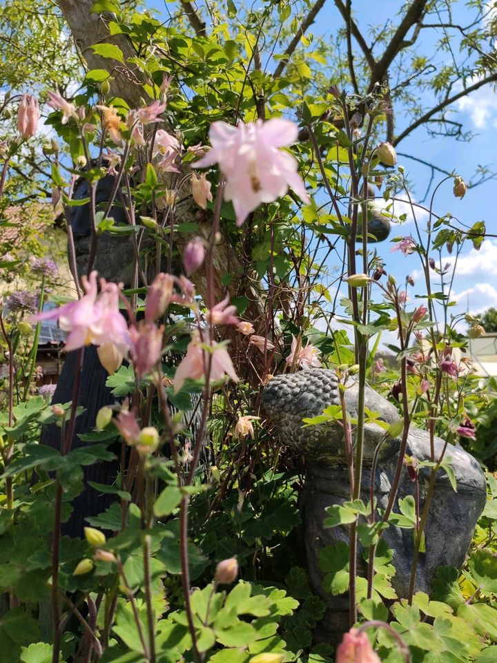 Akelei bienenfreundlich lila rosa himbeerrot in Weitramsdorf