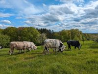 Hochwertiges Rindfleisch vom Weiderind Nordrhein-Westfalen - Overath Vorschau