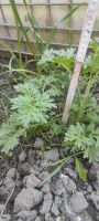 Wermut  Artemisia absinthium Nordrhein-Westfalen - Lippetal Vorschau