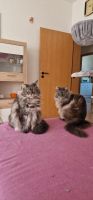 2 Personen + 2 Katzen suchen eine Wohnung Wuppertal - Oberbarmen Vorschau
