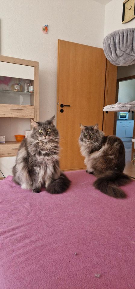 2 Personen + 2 Katzen suchen eine Wohnung in Wuppertal