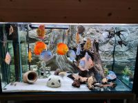 Aquarium 120x70x65 Komplett mit Zubehör Baden-Württemberg - Kirchardt Vorschau