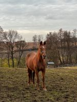 Freizeitpferd, Beisteller, ehem. Zuchtstute Bayern - Erharting Vorschau