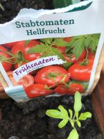 Tomatenpflanzen Abholung Niedersachsen - Stadthagen Vorschau
