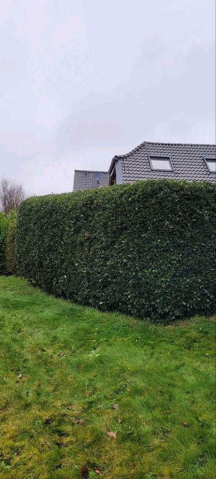 Heckenschnitt Sträucher schneiden Gartenarbeit Gärtner in Sonsbeck