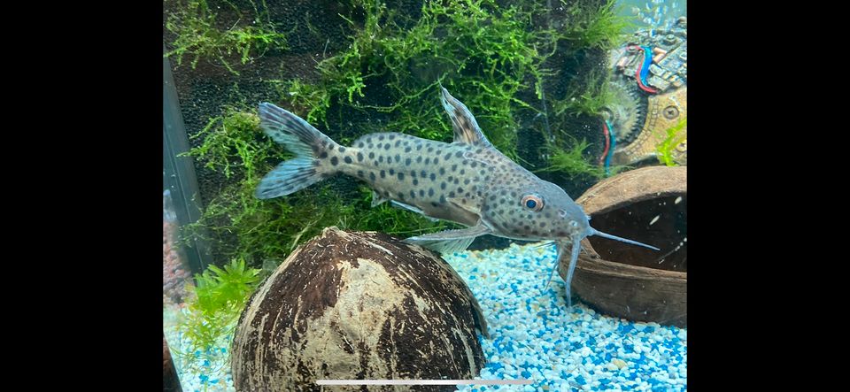 Synodontis Nigrita Schwarzer/Marmorierter Fiederbartwels 20cm in Barchfeld