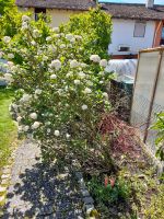 Schneeball - Busch Bayern - Wasserburg am Inn Vorschau