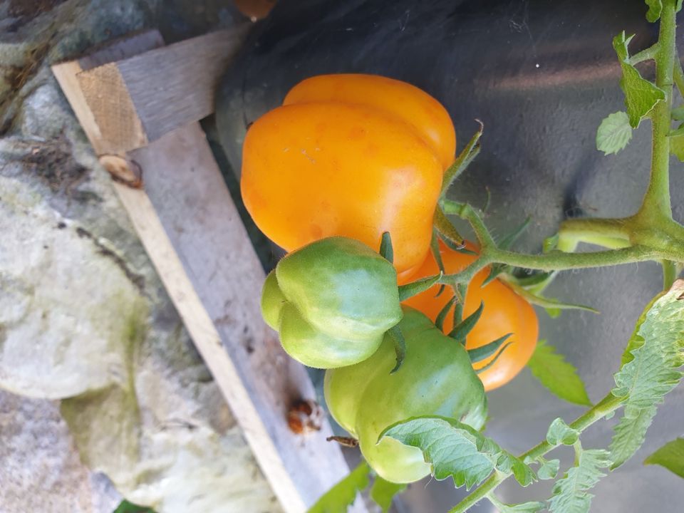 Tomatensamen 100 Sorten, Eigene Ernte, aus dem eigenen Garten in Leipzig