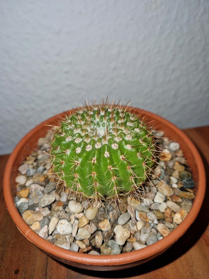 Echinopsis mamillosa in Saarbrücken