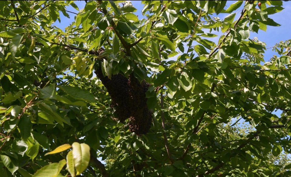 ! Nicht gewerblicher Hobbyimker hilft Bienen ! Bienenschwarm in Selm