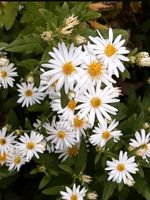 Lanzettblättrige Herbstaster - symphyotrichum lanceolatum Baden-Württemberg - Leinzell Vorschau