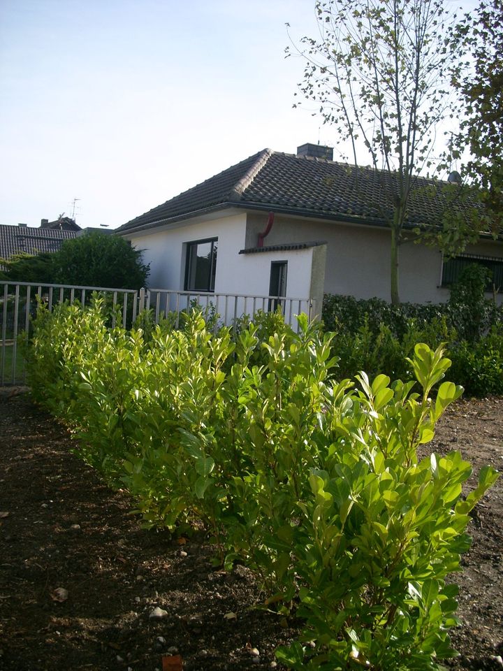 Garten,-Lndschaftsbauarbeiten jeder Art (Fachfirma) in Bornheim