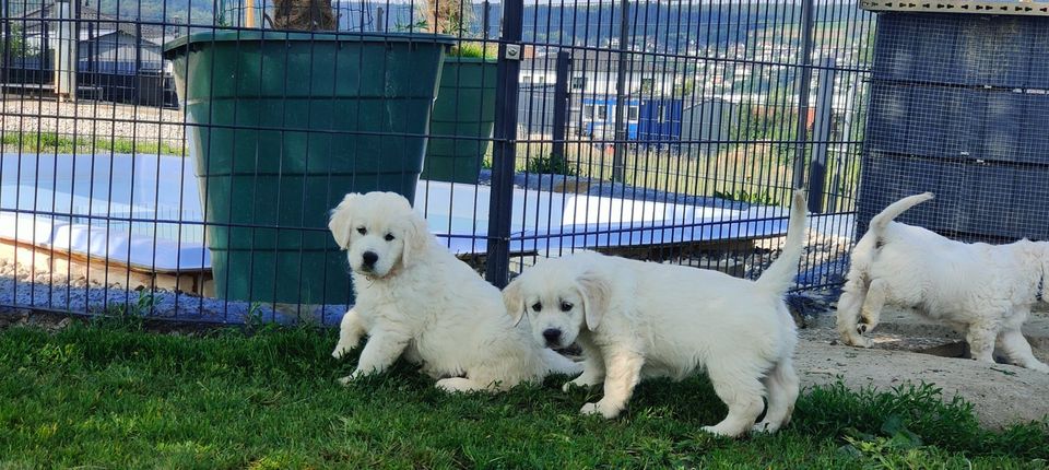 Golden Retriever Welpen HENNA,PEACH & HARVEY m.Pap.suchen Fam. in Erbach