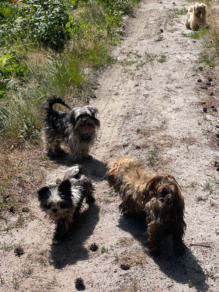 Hundebetreuung / Gassi gehen in Neustadt am Rübenberge