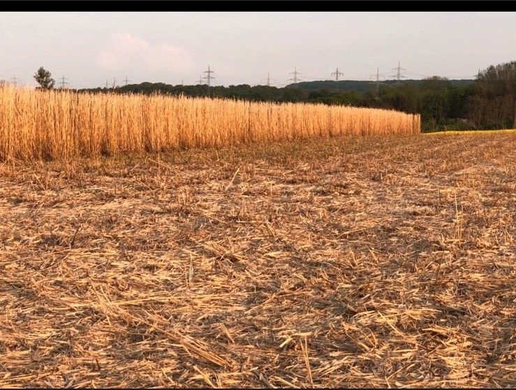 Miscanthus, Einstreu für Pferde, Kaninchen, Hühner in Sinzig