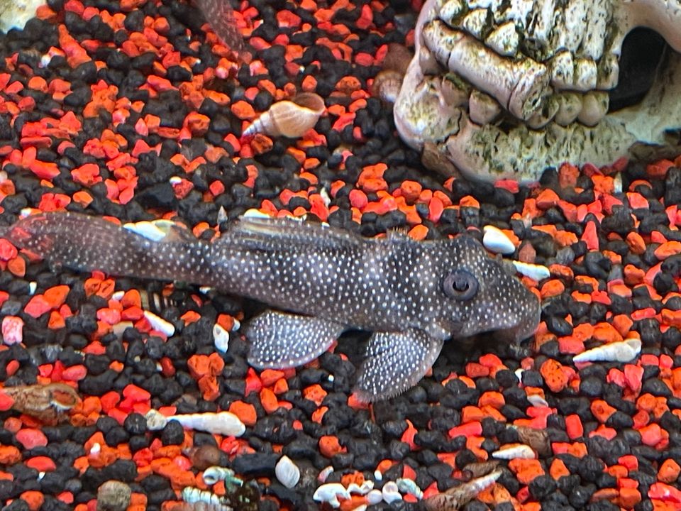 Aquarienfische Zubehör Beratung in Halstenbek