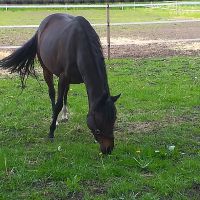 Quarter horse zuchtstute Niedersachsen - Barßel Vorschau