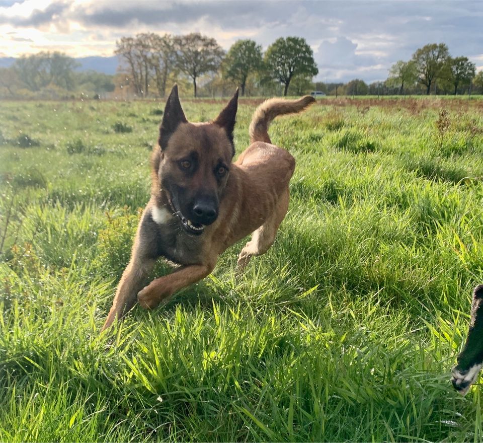 Malinois Aslan- Antrainiert und nun? in Landesbergen