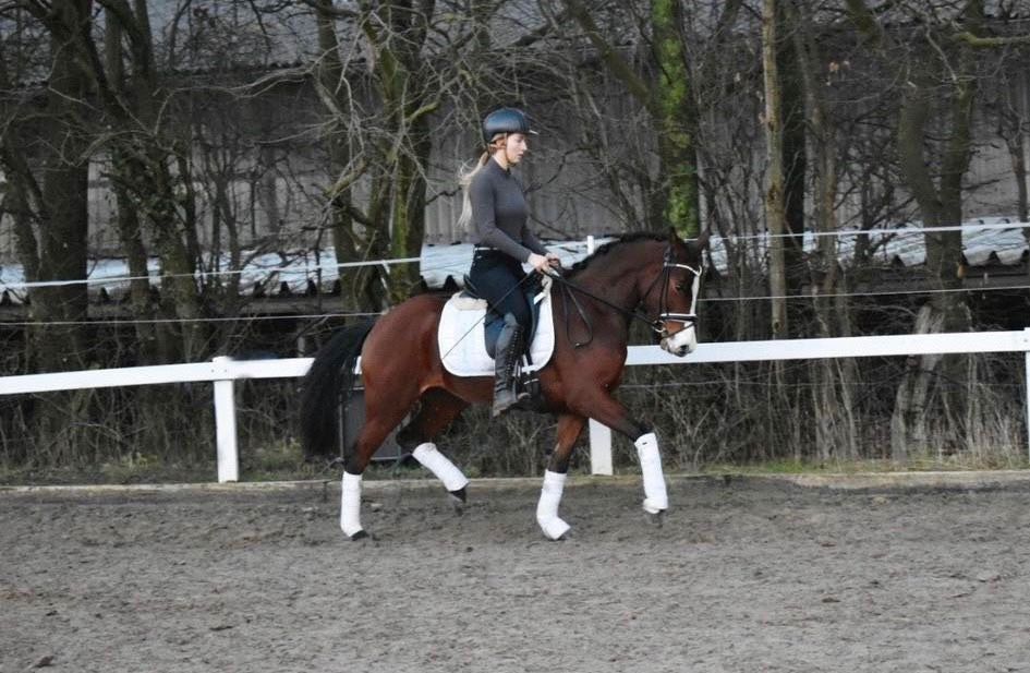 5 jähriges, menschenbezogenes Deutsches Reitpony, Stute, Dressur in Hemmingen