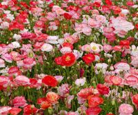 Seidenmohn Mischung, ca 300 Blumensamen Leipzig - Leipzig, Zentrum Vorschau