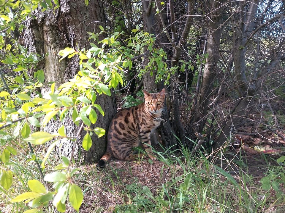 Bengal Katze/Kater vermisst in Eriskirch