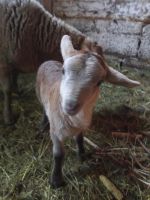 Jungen Bocklamm Braunes Haarschaf / Nolana zum Decken im Herbst Niedersachsen - Friedland Vorschau