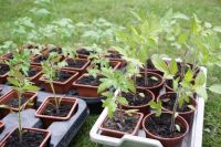 Tomaten Pflanzen aus biologischem Garten Niedersachsen - Varel Vorschau