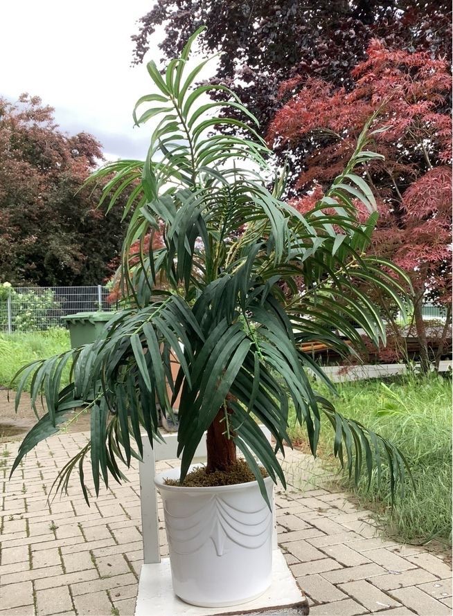Kunstpflanze künstliche Pflanze Palme in Öhringen