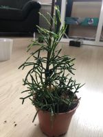 Keulen Binsenkaktus, Zimmerpflanze, braucht wenig Pflege Nordrhein-Westfalen - Gevelsberg Vorschau
