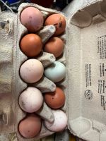 Frische Eier 3,50€ Sachsen-Anhalt - Gräfenhainichen Vorschau