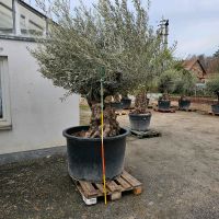 Olivenbaum Olea europea Bonsai Gartenpflanze Hessen - Wiesbaden Vorschau