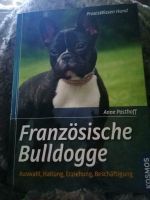 Französische Bulldogge alles was man wissen sollte Bayern - Hof (Saale) Vorschau
