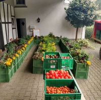 Tomatenjungpflanzen aus Überschuss Nordrhein-Westfalen - Schmallenberg Vorschau