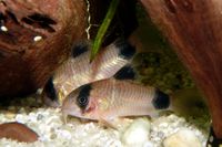 Panda-Panzerwels, Corydoras Panda DNZ ab 4,00€ Niedersachsen - Selsingen Vorschau