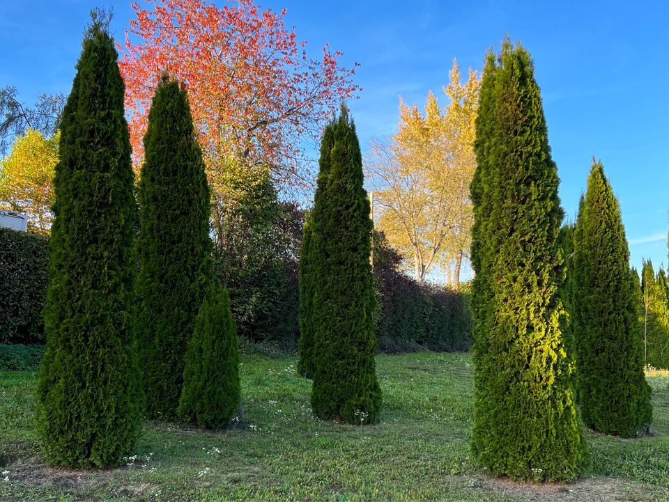 Lebensbaum Thuja occidentalis 'Smaragd' 500-550 cm | Bayernhecke` in Ingoldingen