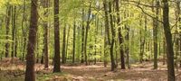 Verkaufe Waldstück auf der Insel Usedom Mecklenburg-Vorpommern - Usedom Vorschau