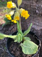 Schlüsselblume Nordrhein-Westfalen - Mönchengladbach Vorschau