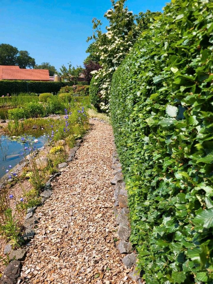 Gartenpflege Heckenschnitt Beetpflege in Edewecht - Friedrichsfehn