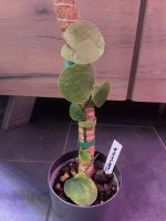Monstera Tuberculata Pflanze Nr.2 mit rankhilfe Niedersachsen - Schellerten Vorschau