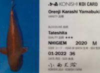 Karashi Orenji Ogon von Konishi mit ID-Karte Bayern - Loiching Vorschau