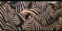 Ölbild Motiv Zebras handgemalt Leinwand Eimsbüttel - Hamburg Schnelsen Vorschau