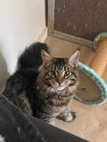 main coon Kater Sachsen-Anhalt - Magdeburg Vorschau