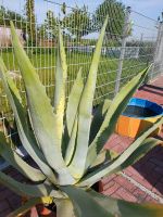 Agave Pflanze Bayern - Geiselhöring Vorschau